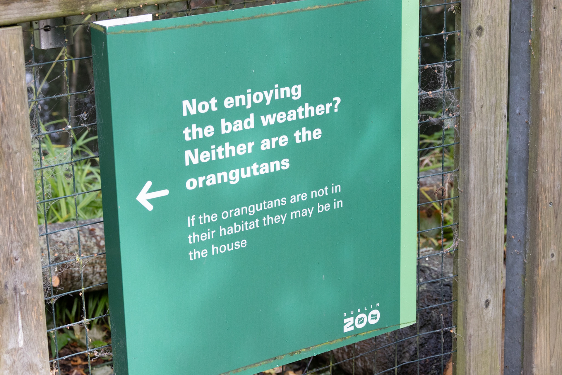 No orangurans in the rain