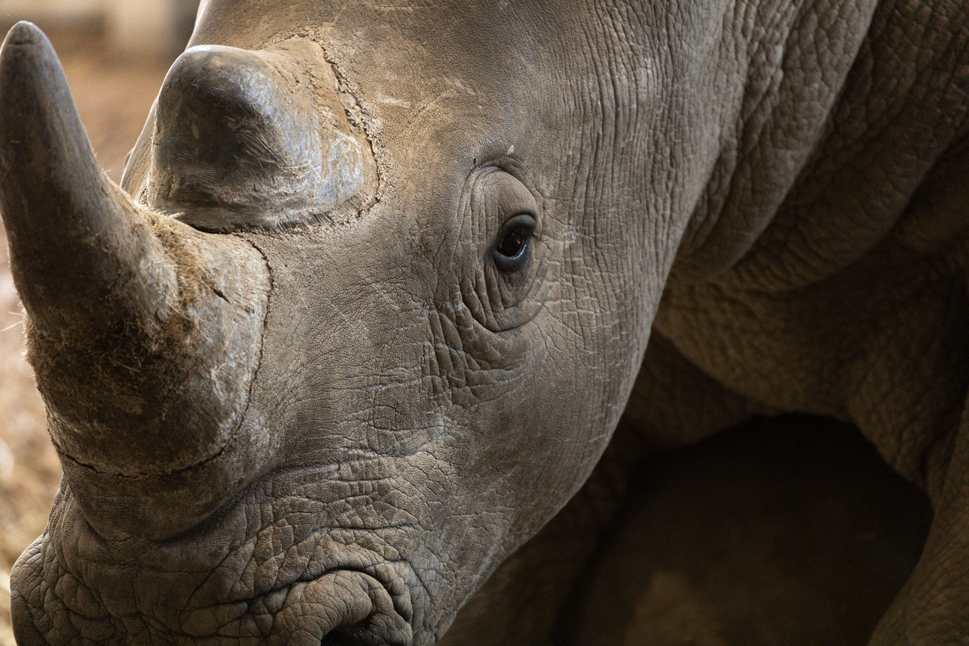 Jiwe, the oversized toddler (southern white rhino, at Seneca Park Zoo)