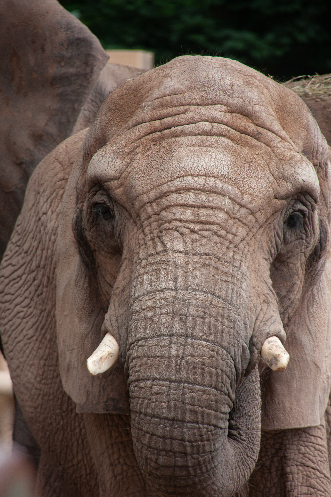One of the elephants at the Seneca Park Zoo. Their looks have such character.