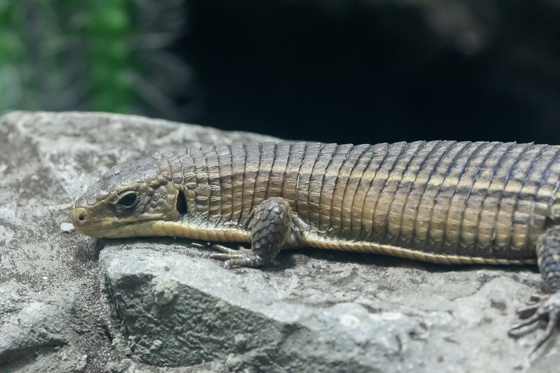 Plated Lizard