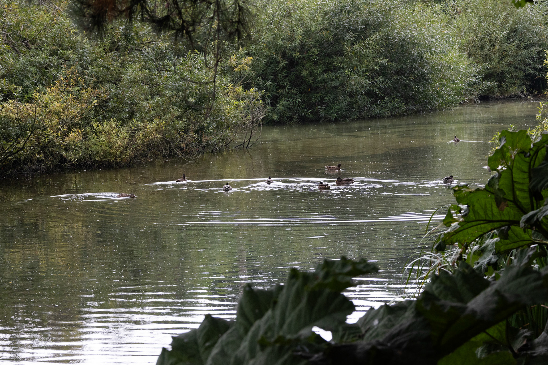 Ducks (in the primate moat)