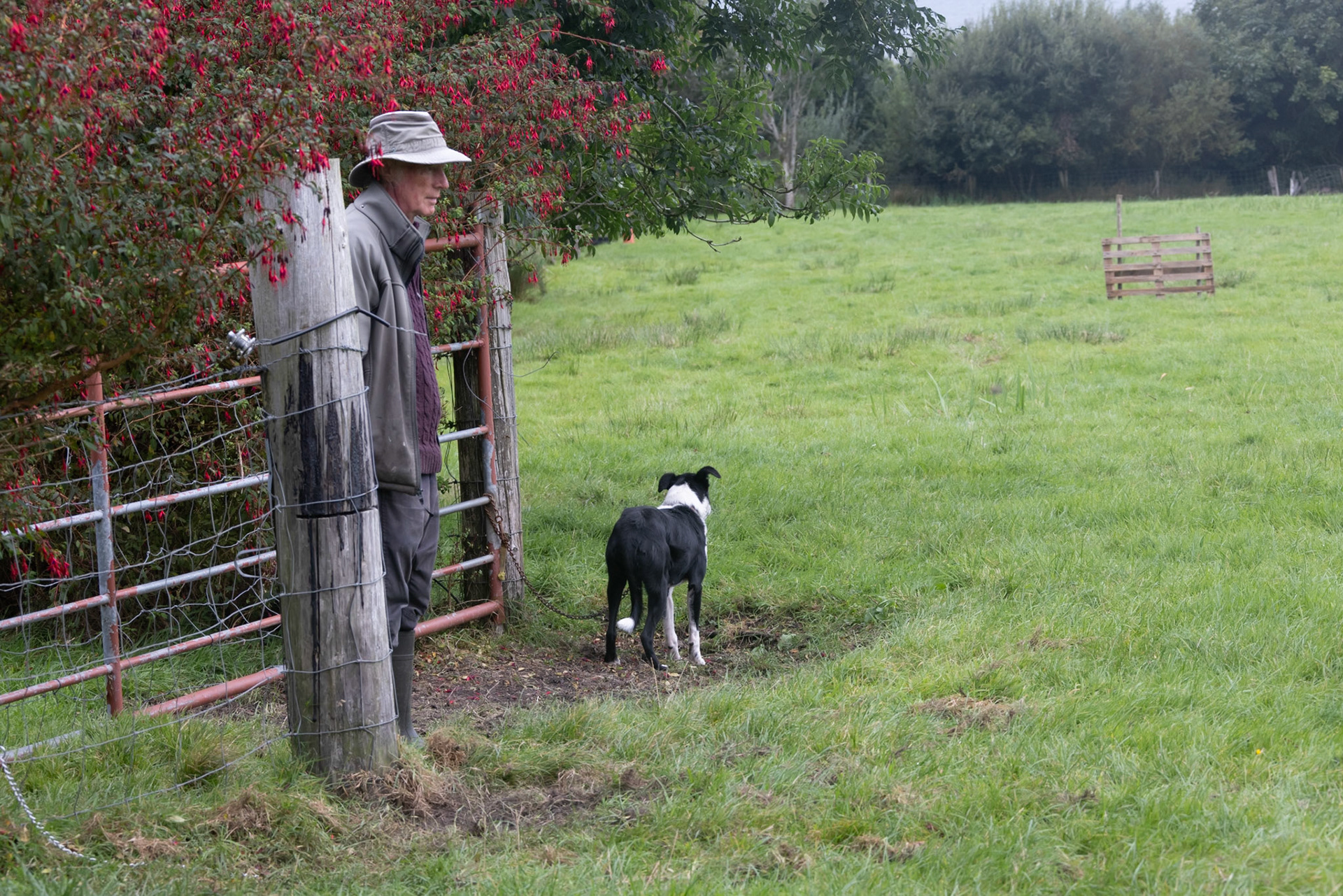 Seamus and border collie at sheep farm