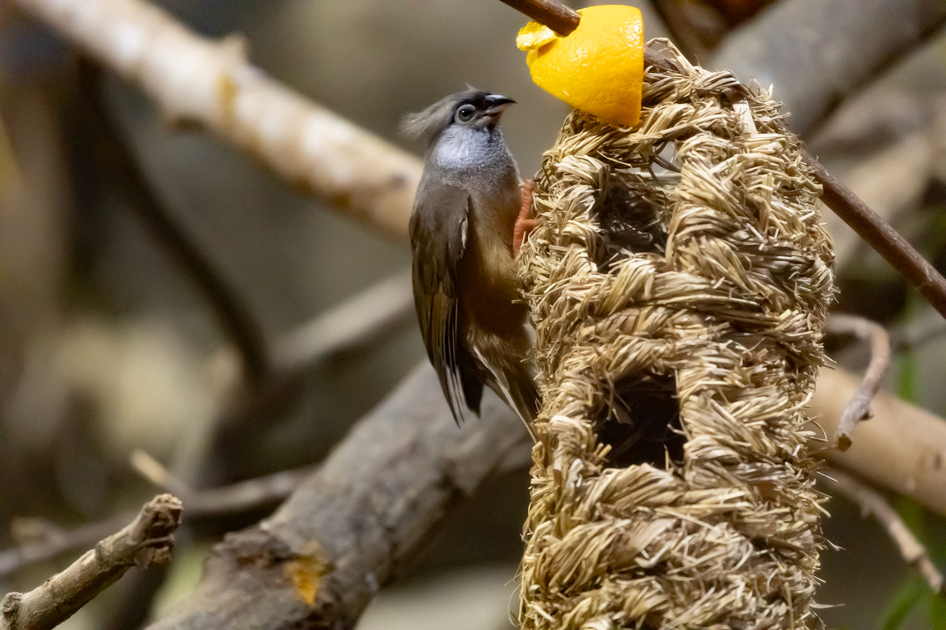 Speckled mousebird