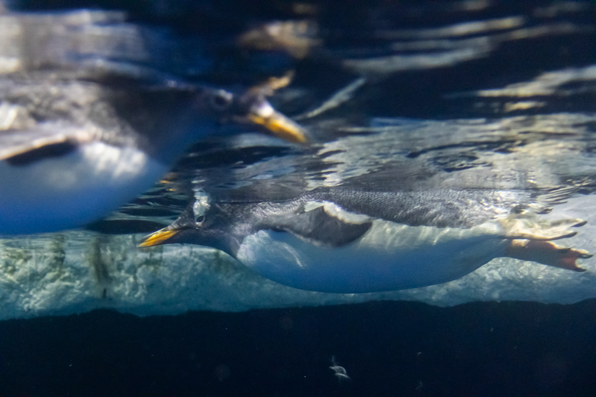 Gentoo penguin at Dingle aquarium