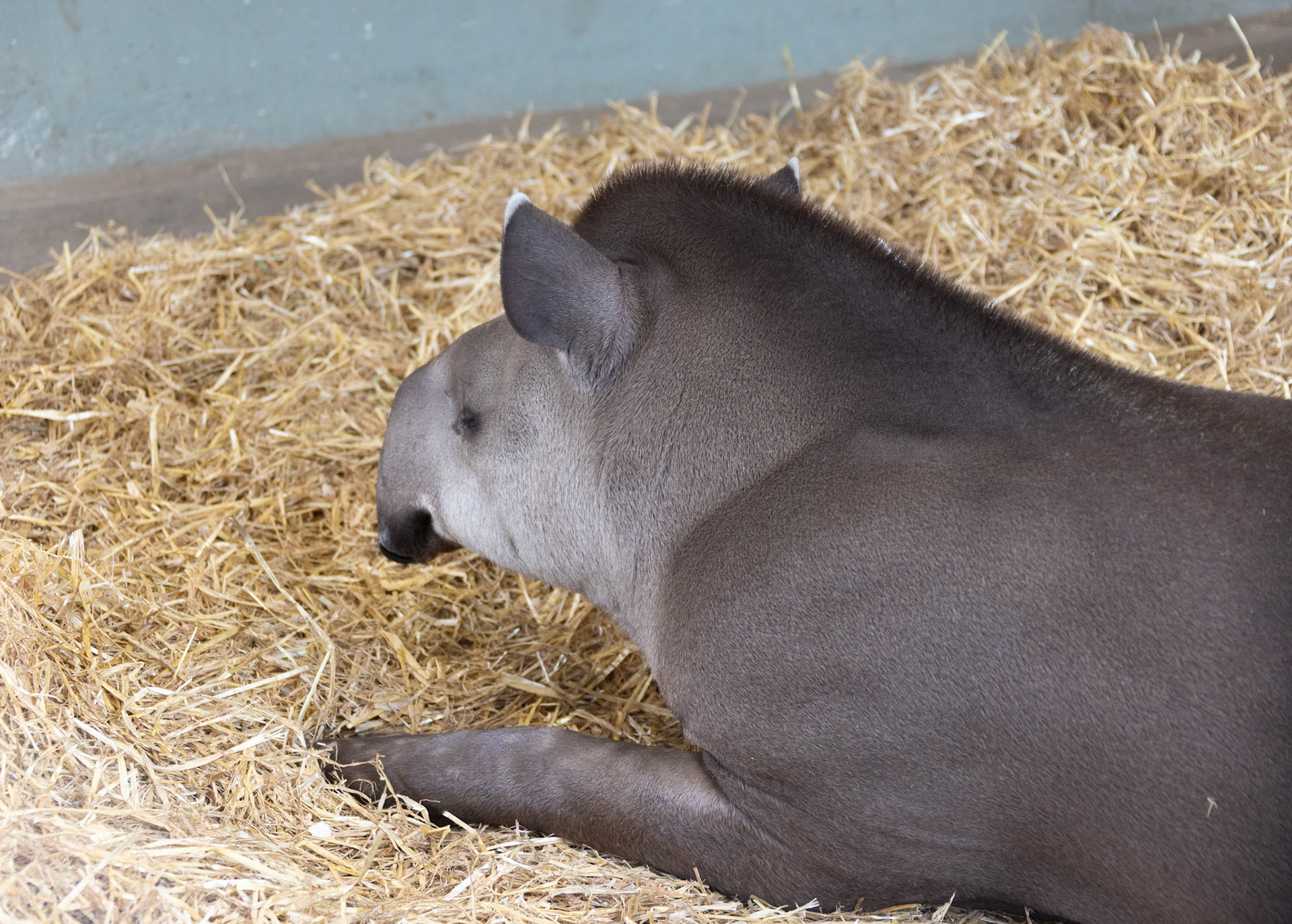Tapir