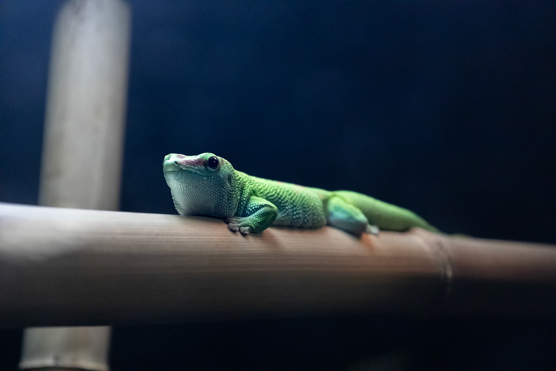 Giant day gecko