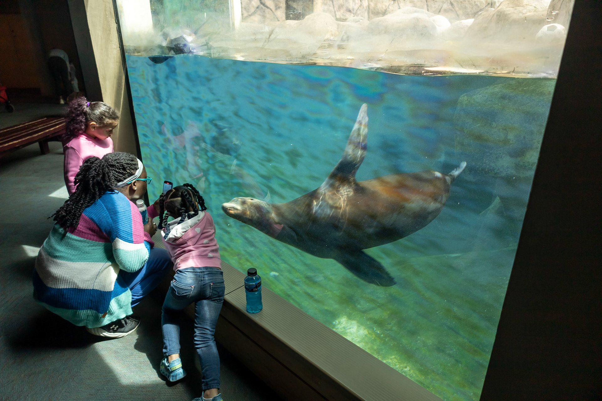 Sea lions and kids