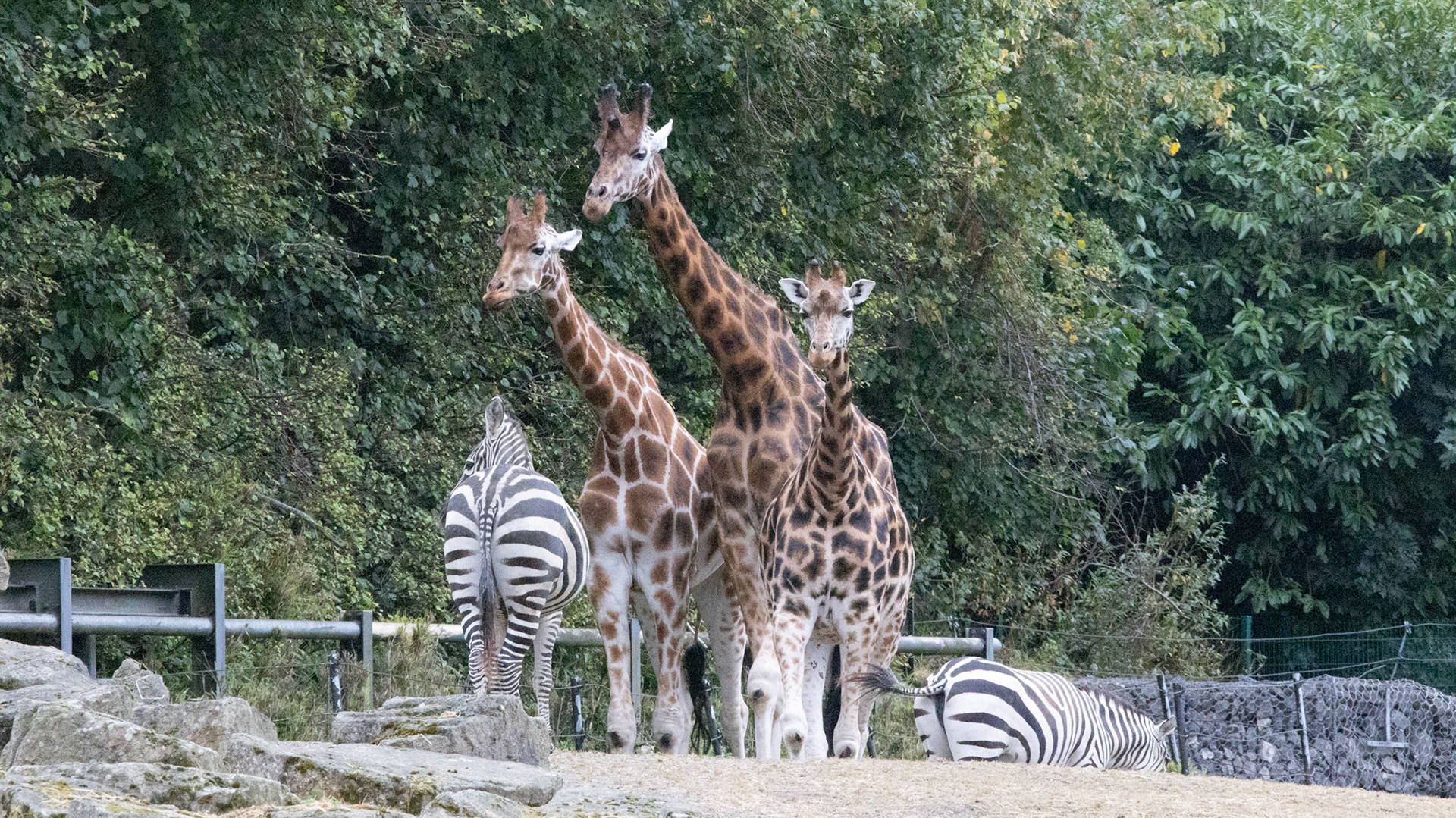 Rothdchild's giraffes and Grant's zebras