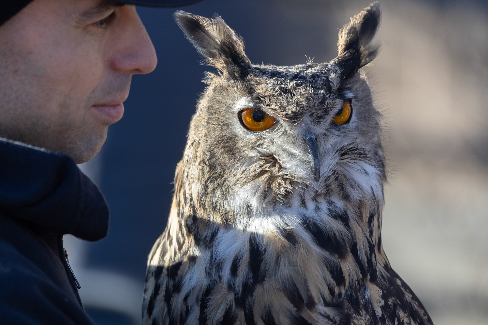 Egon the Eurasian Eagle Owl, Rosamond Gifford Zoo
