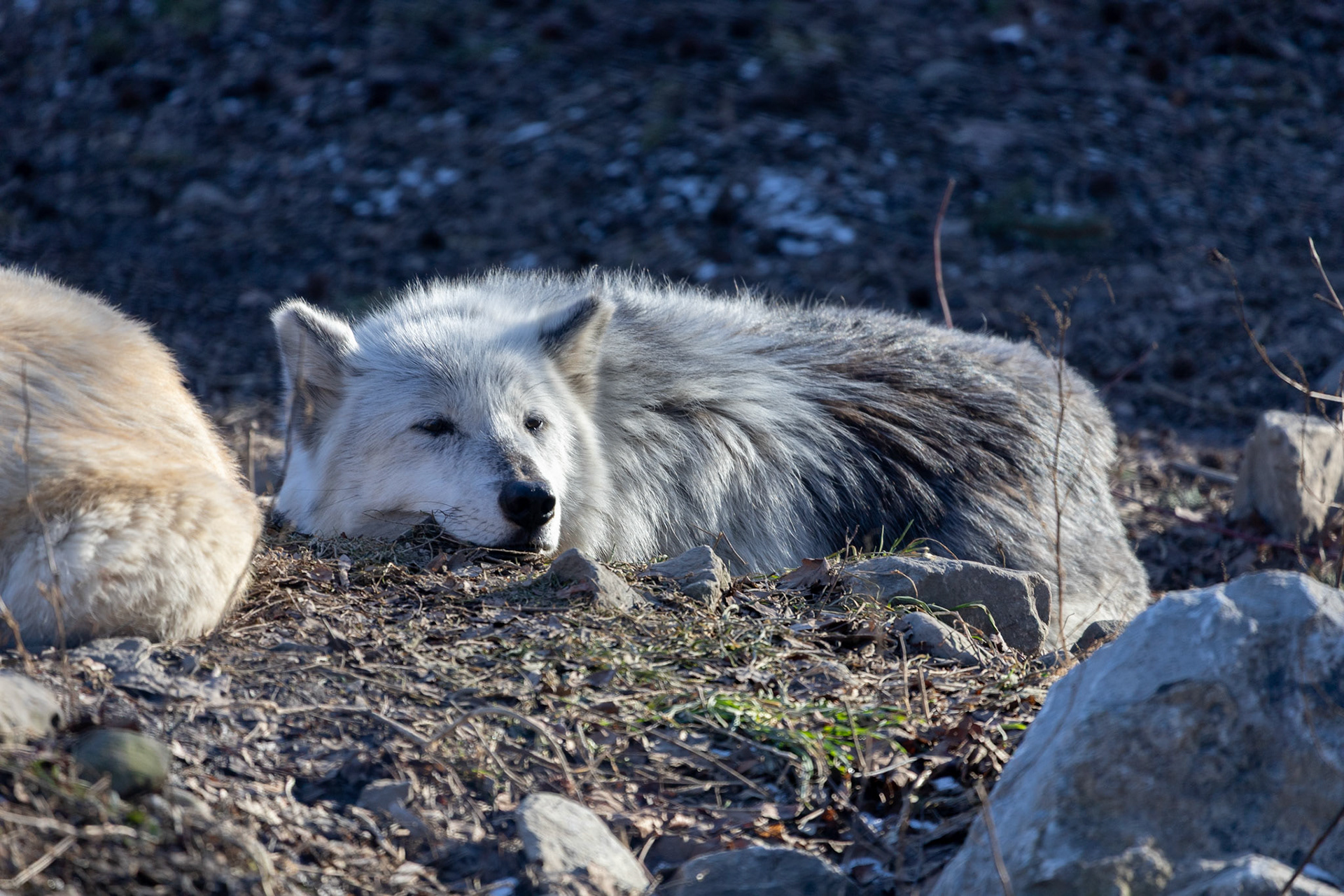 Rosamond Gifford Zoo