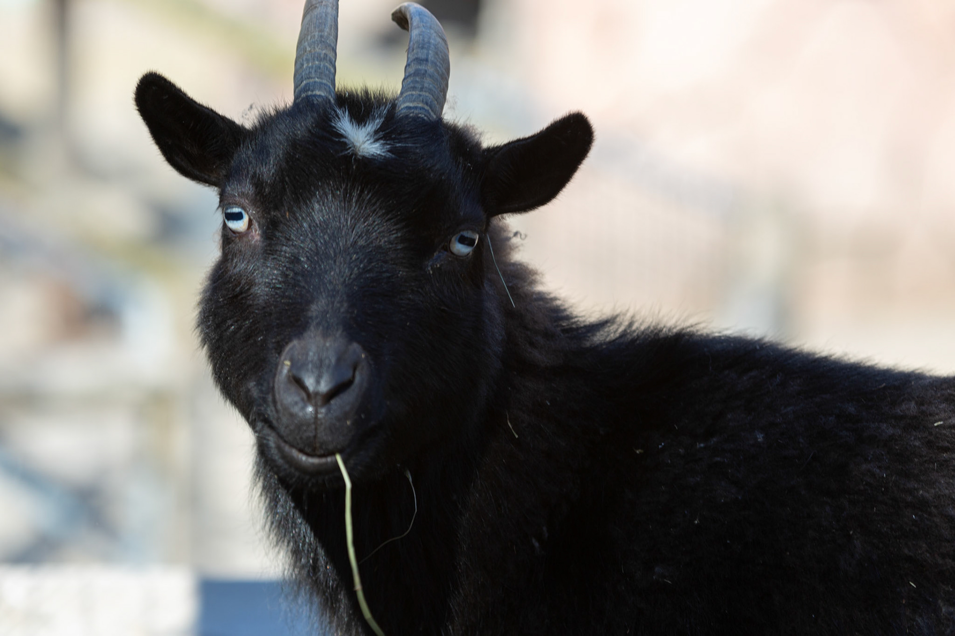Bianca the goat at Seneca Park Zoo. A little goat with a big attitude.