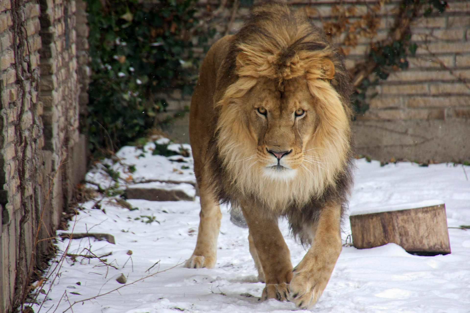 Buffalo Zoo