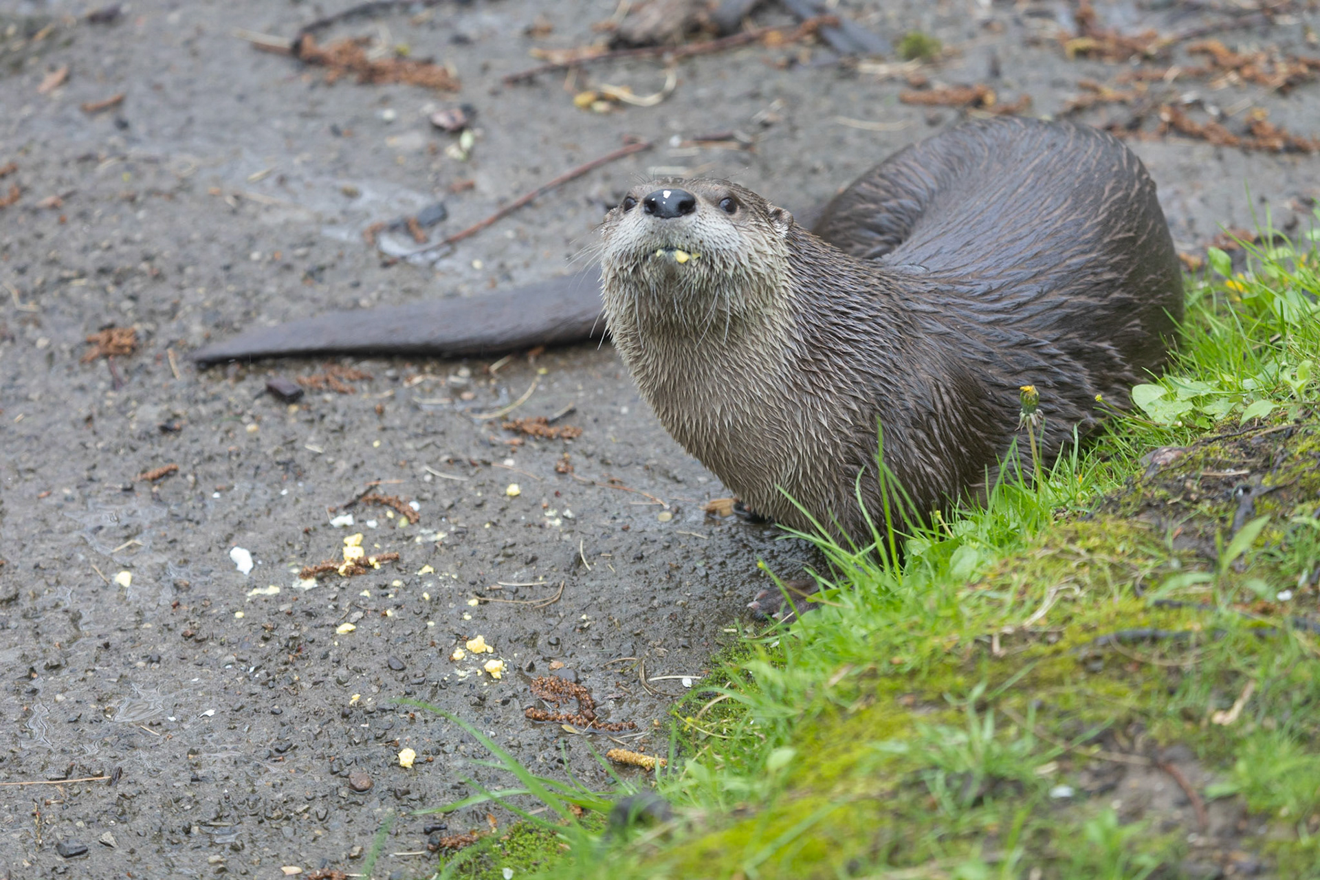 Otter Ashki