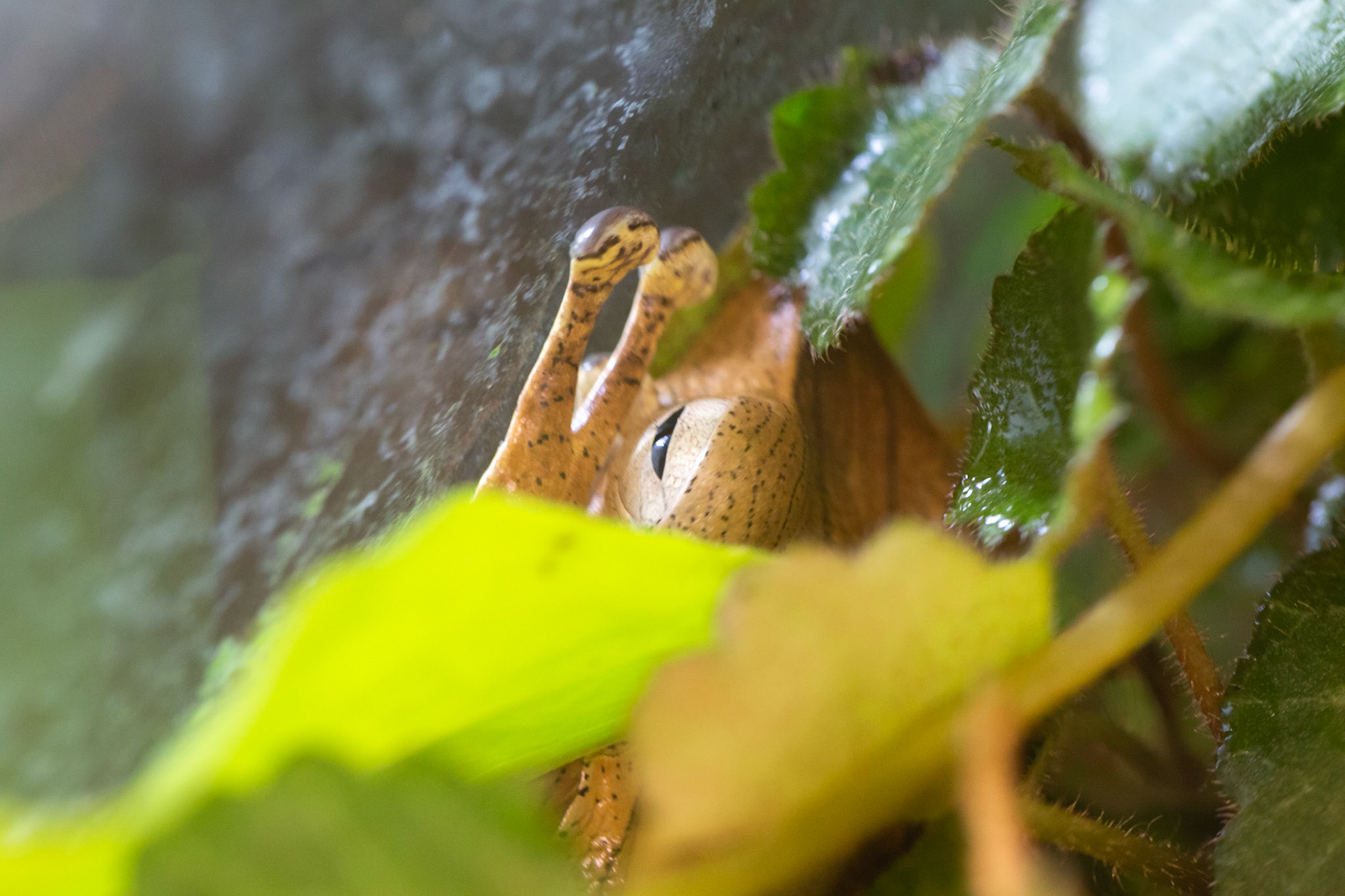 Borneo Eared Frog, Seneca Park Zoo