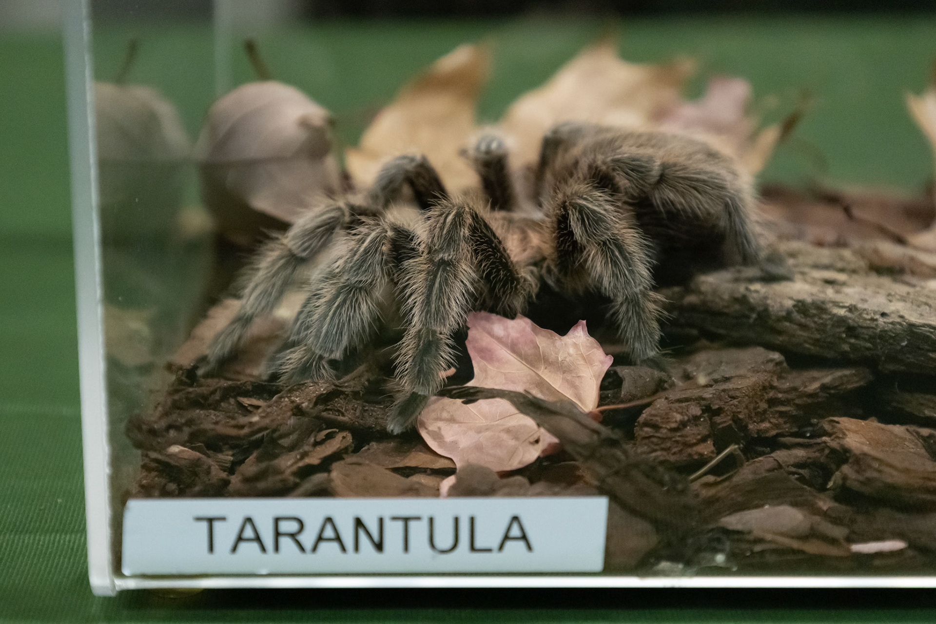 Tarantula
