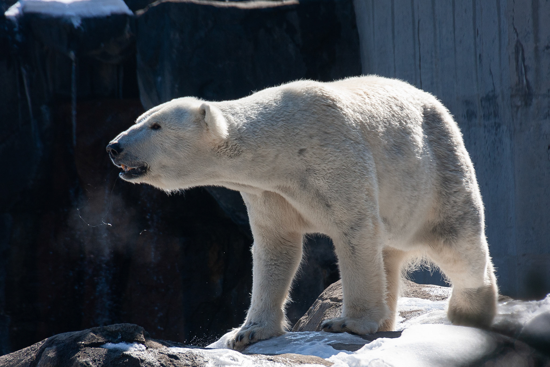 Anoki at Seneca Park Zoo