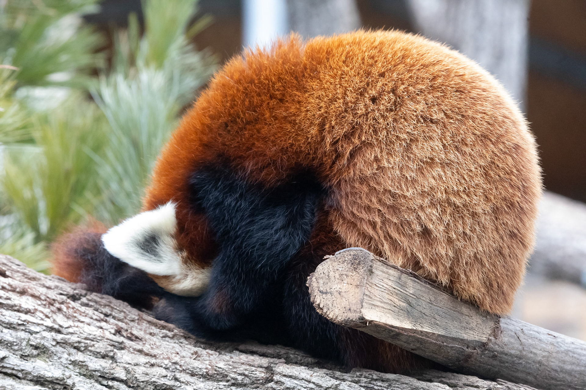 Red panda