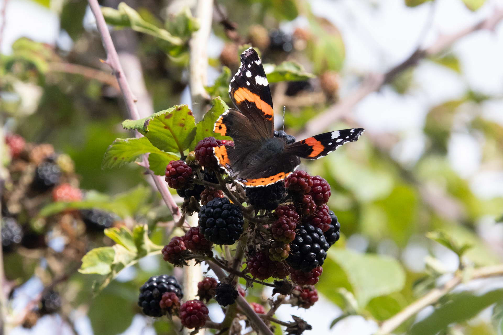 Butterfly at Brownshill Dolmen