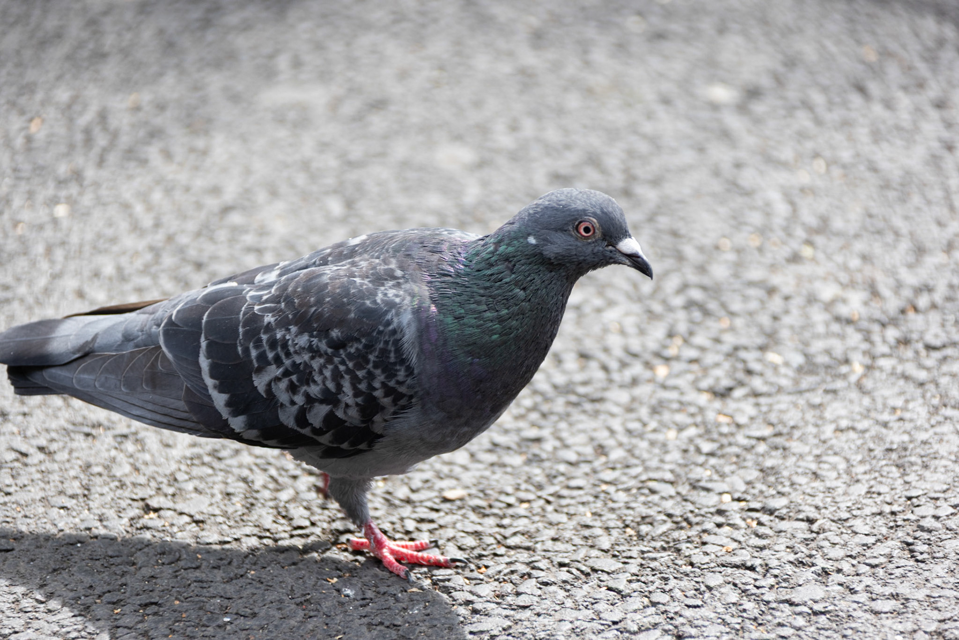Pigeon at St Stephen's Green