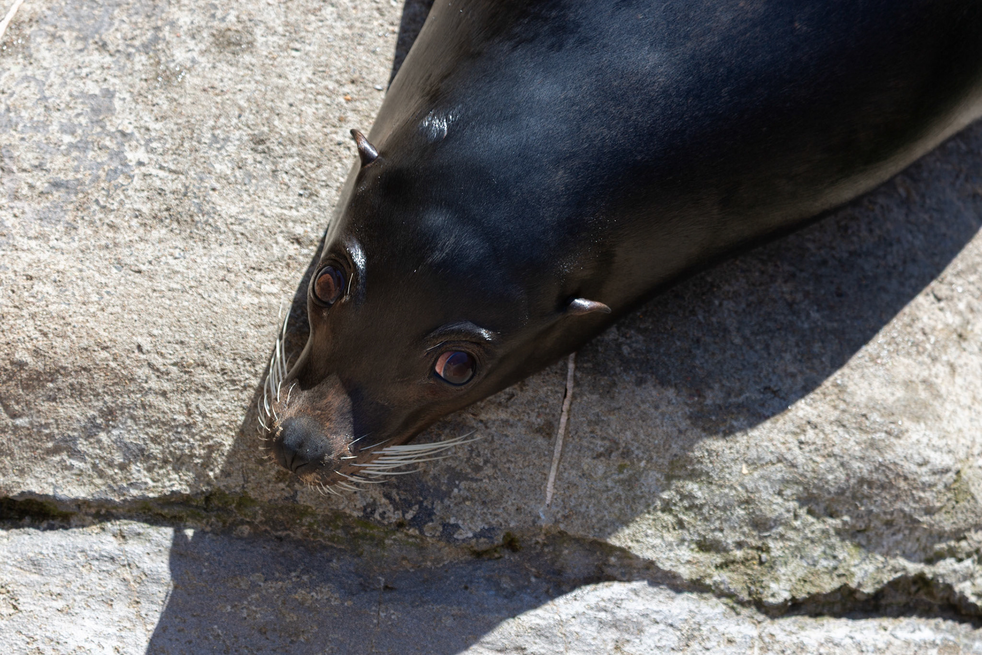Sea lions are really dogs who live in the water. (Seneca Park Zoo)