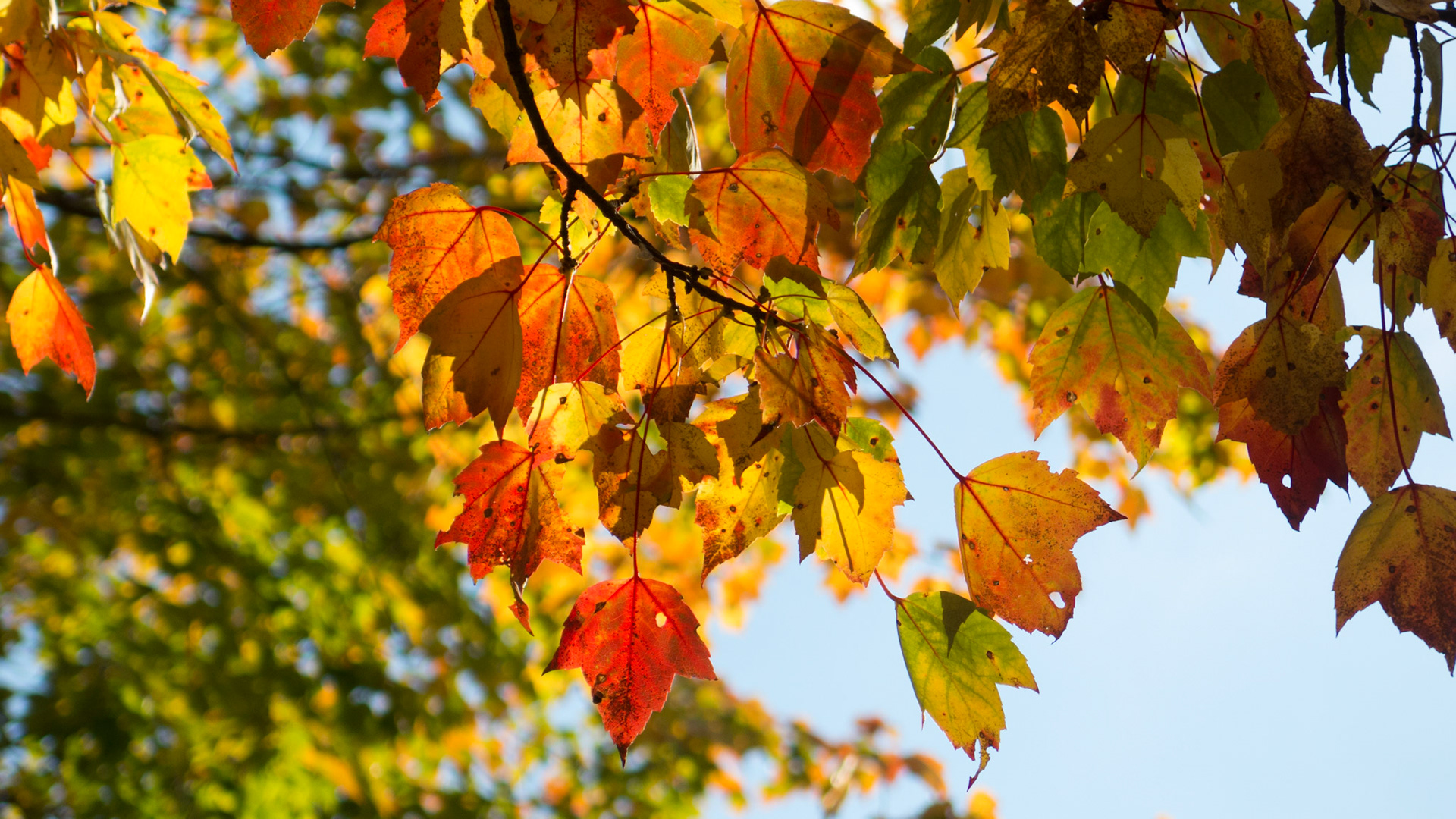 Fall foliage in Browncroft neighborhood
