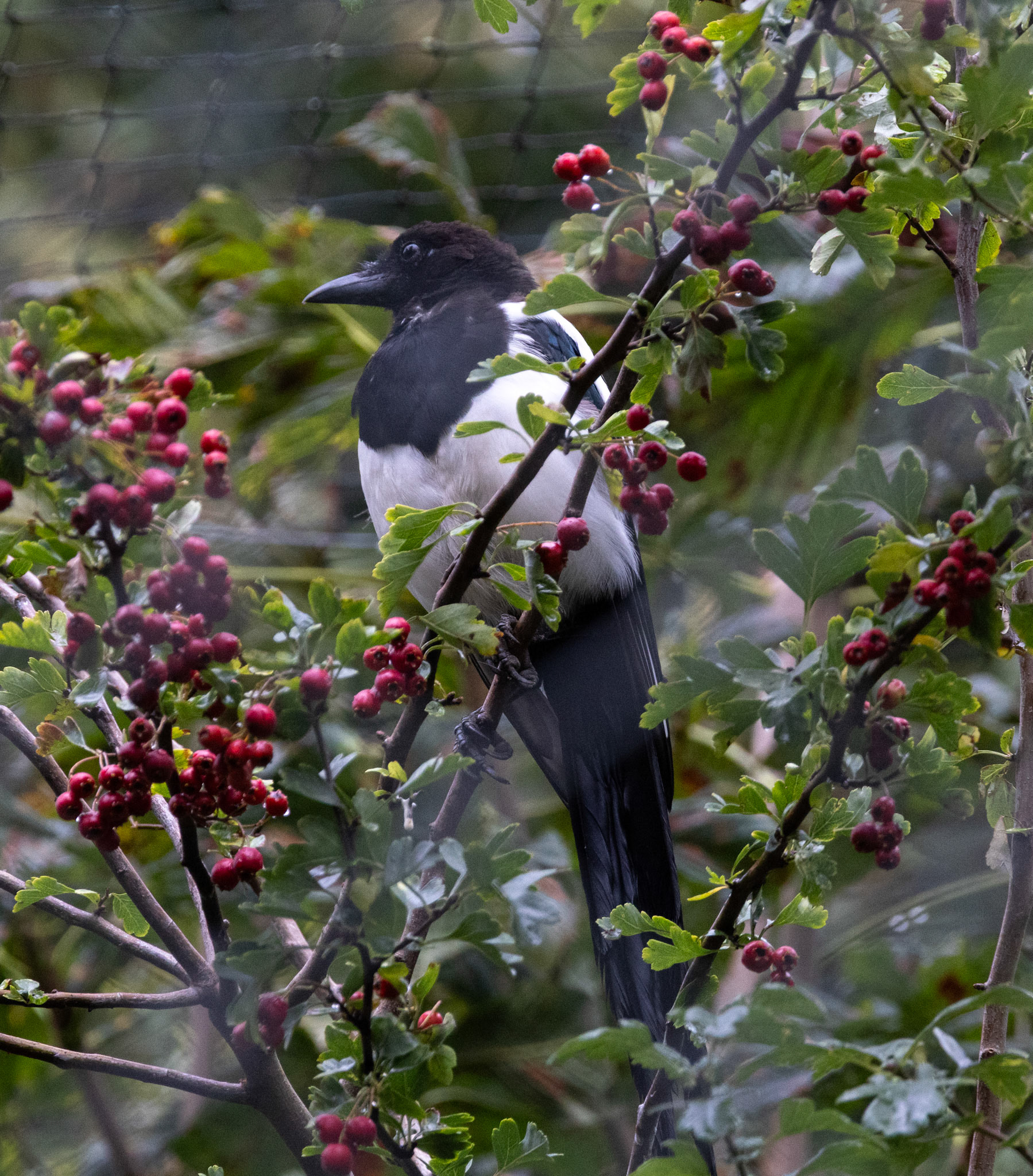 Eurasian Magpie