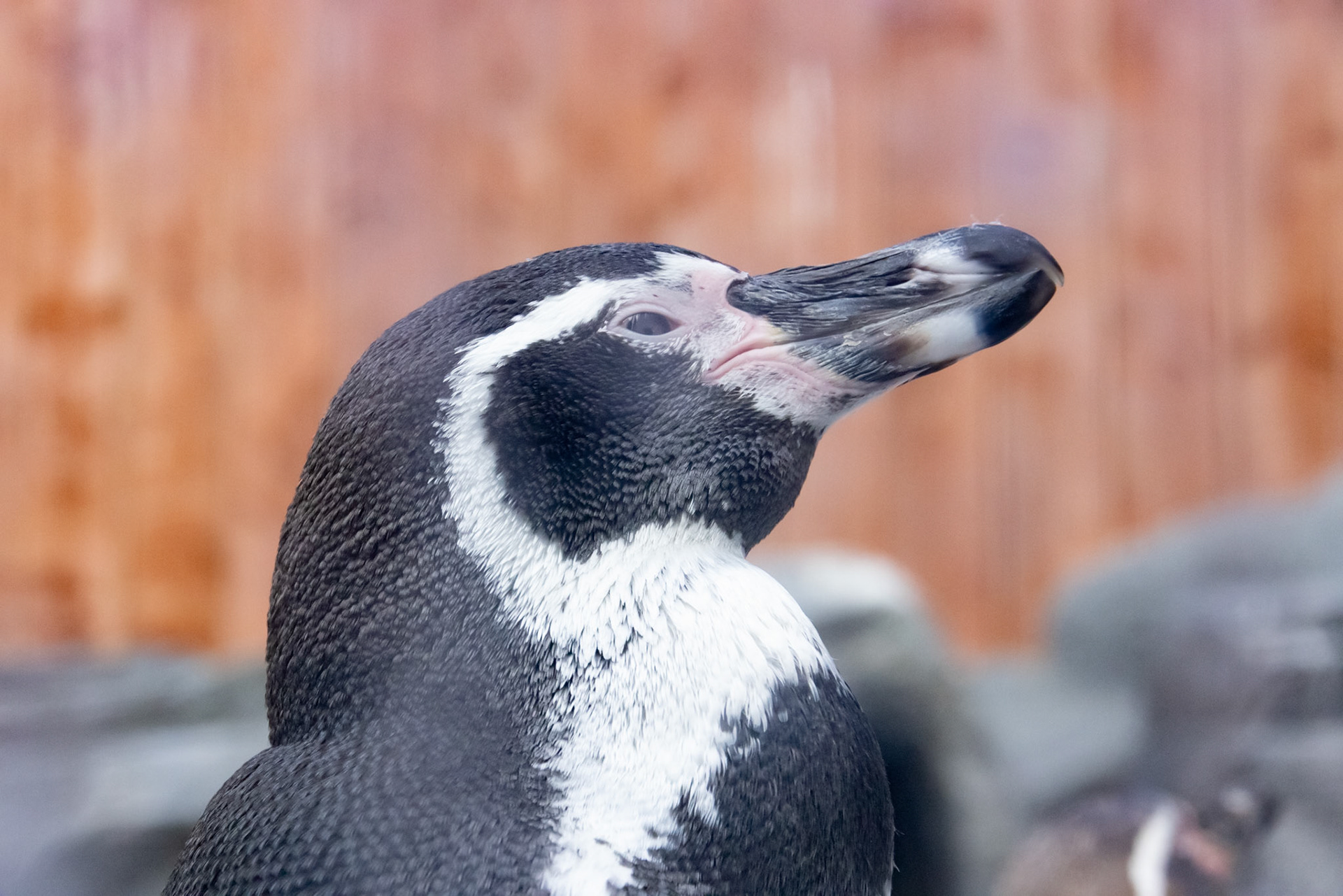 Humboldt penguin