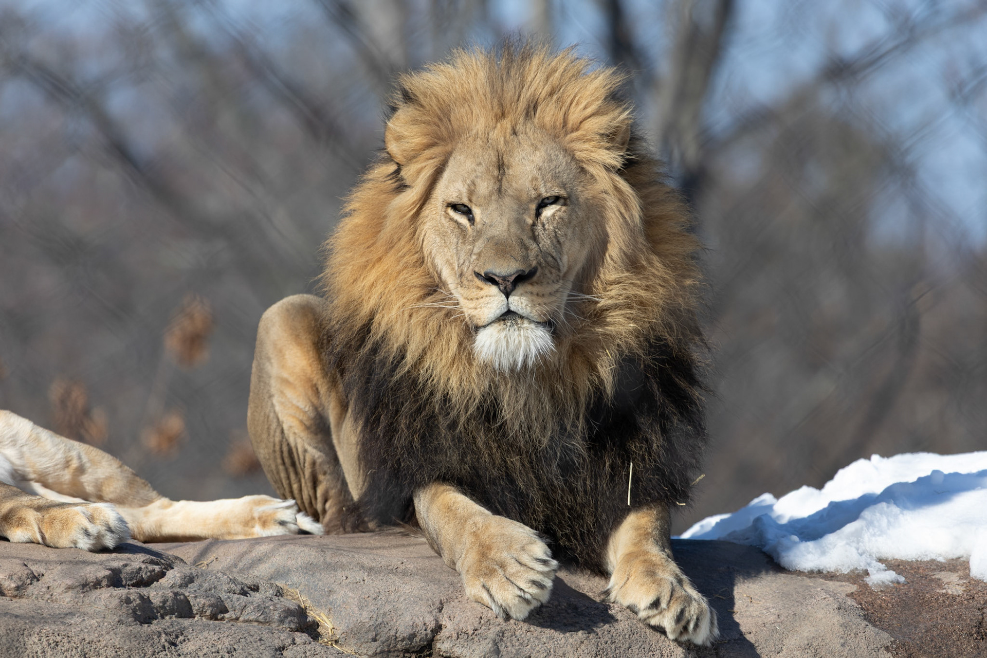 Chester at Seneca Park Zoo