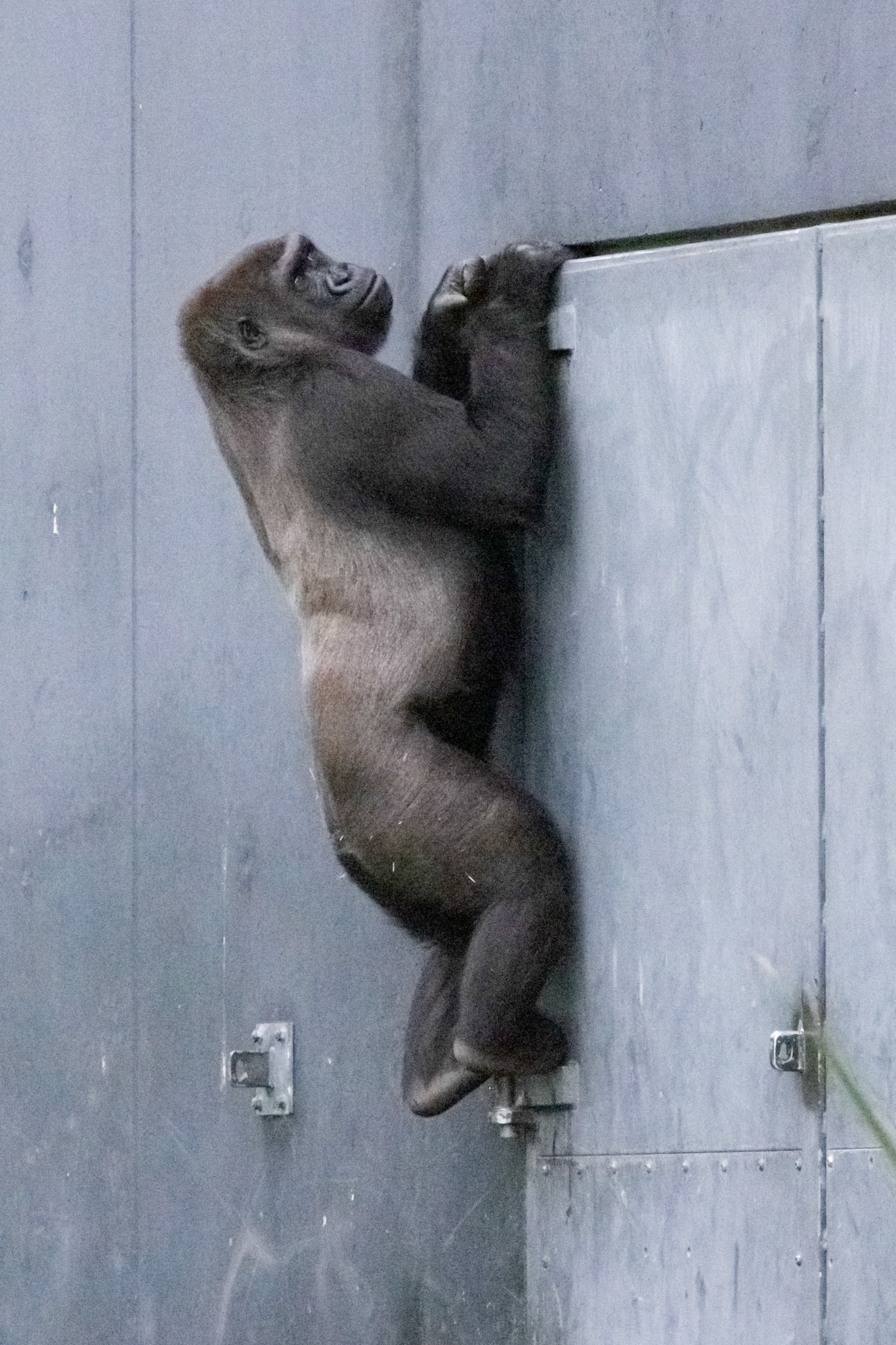 Silverback gorilla attempting to discover the doorknob principle