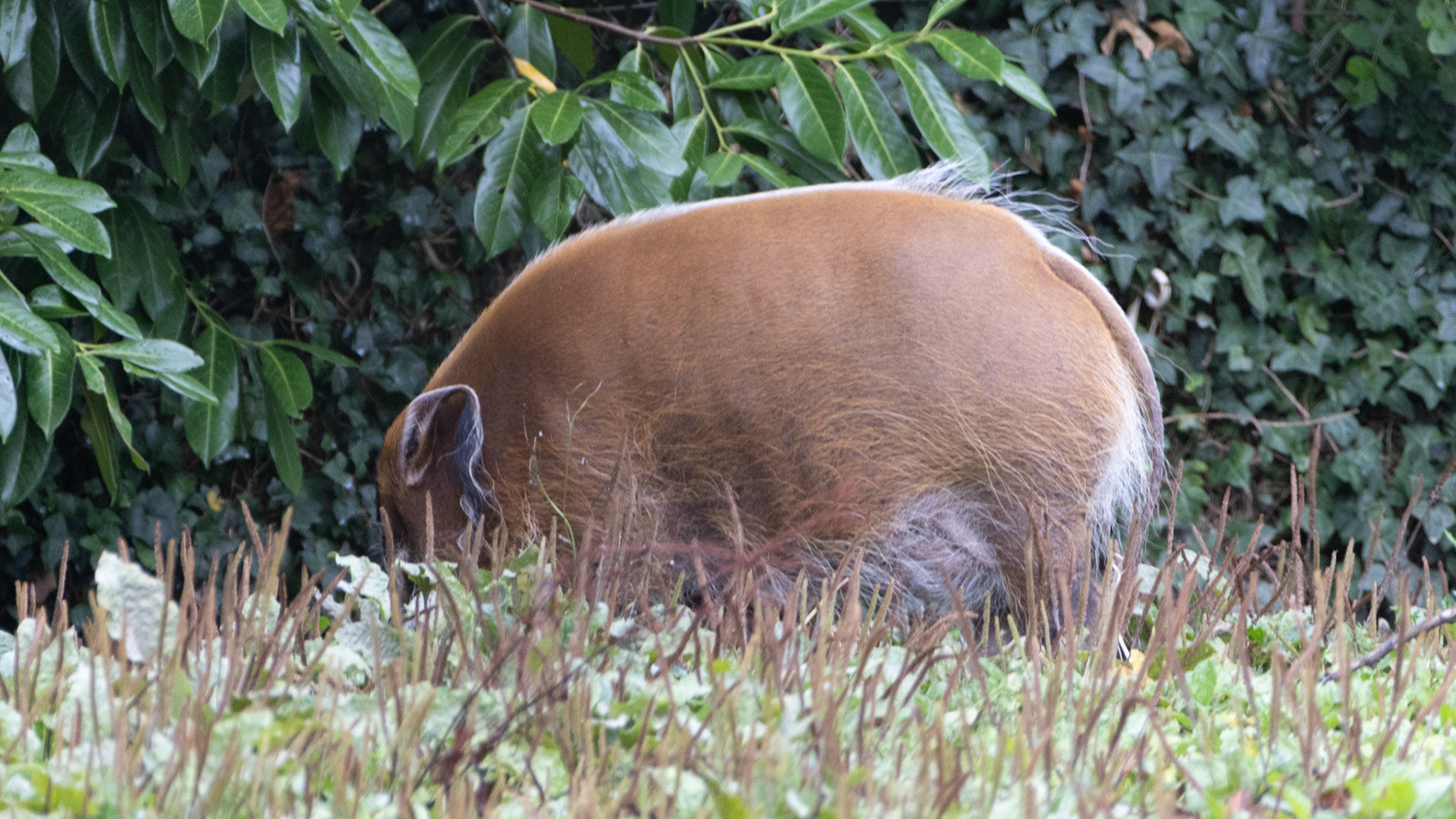 Red River Hog