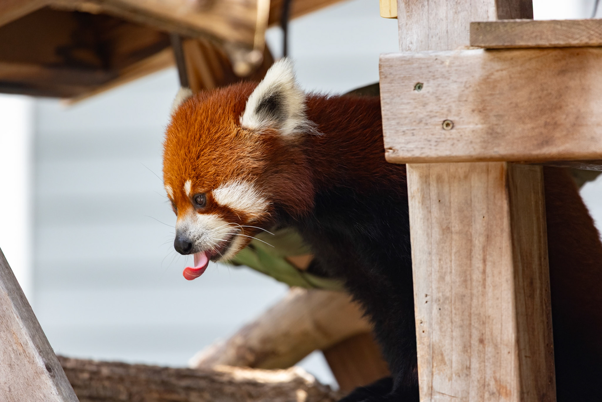 Red Panda blep (Probably Raji, Seneca Park Zoo)