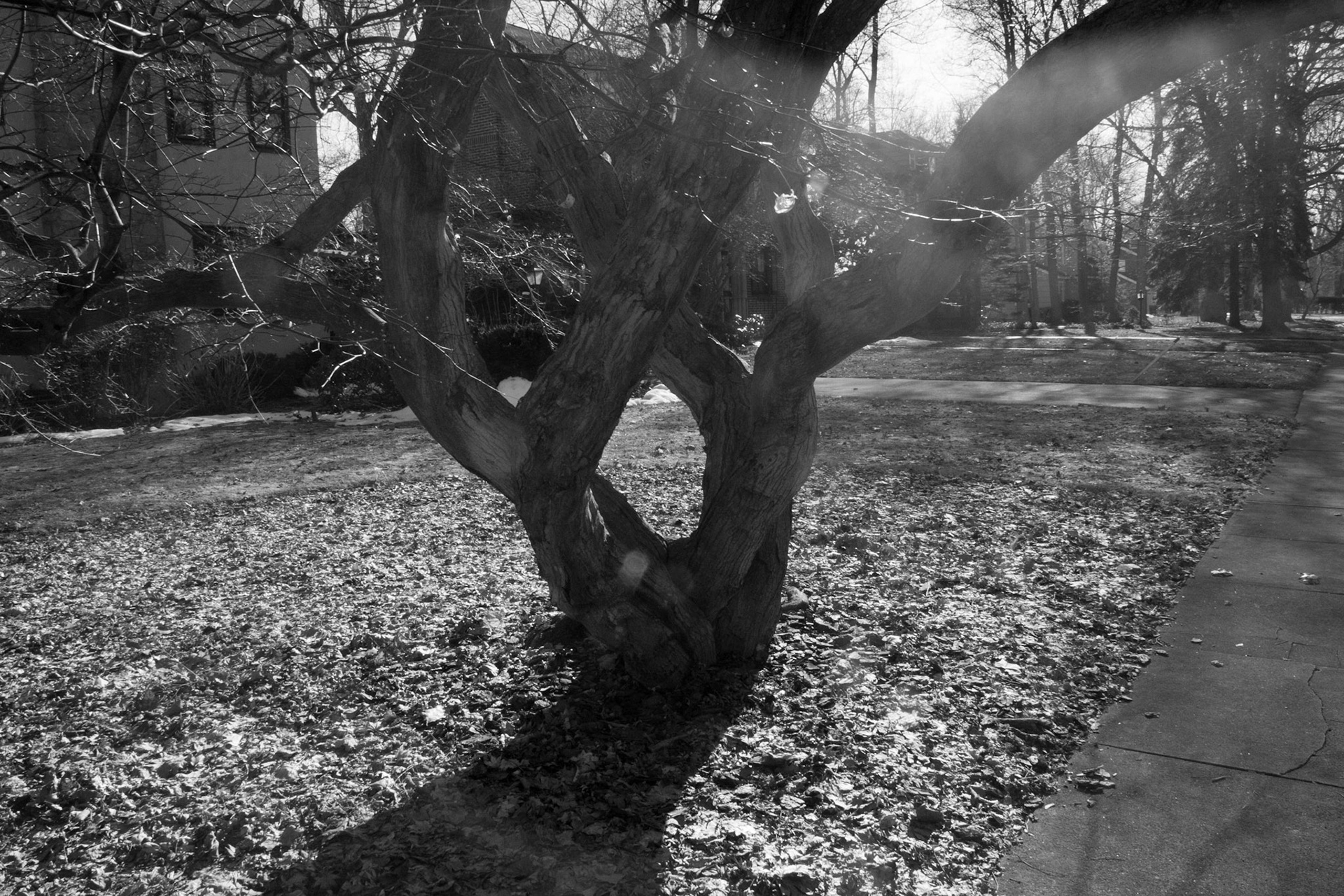 Windemere tree 1 og
