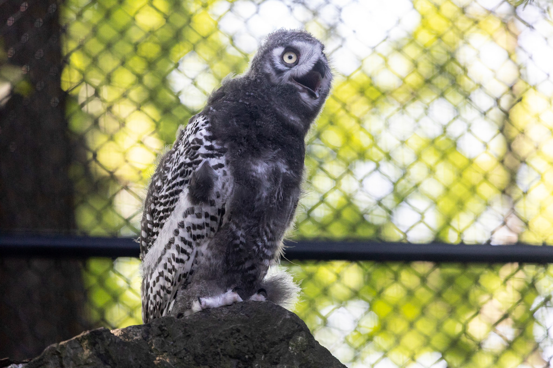 Snowy Owl
