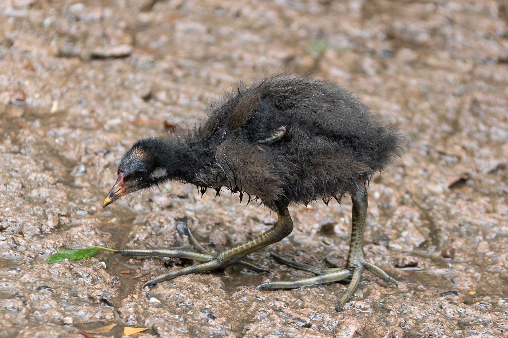 Moorhen chick
