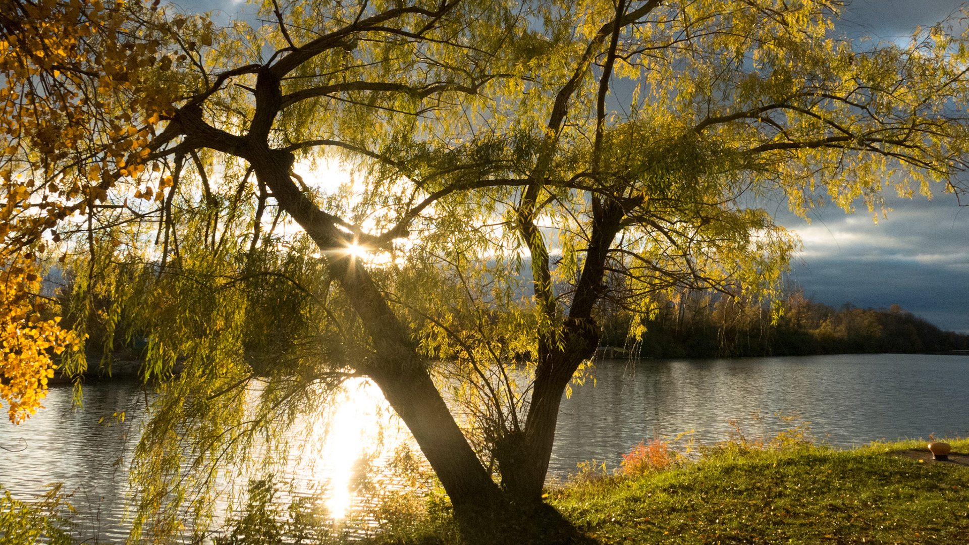 Backlit canal tree