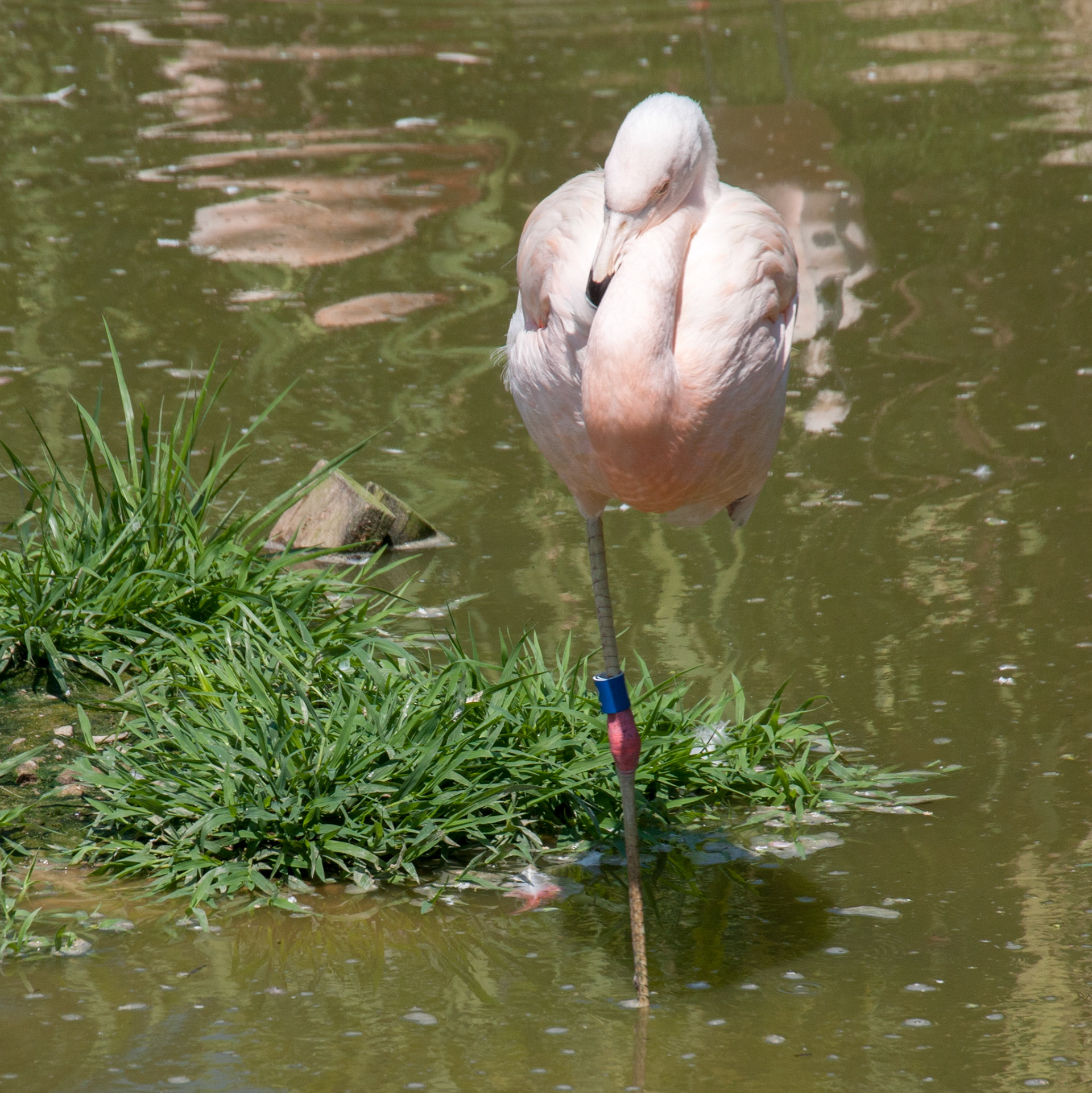 Richmond Zoo