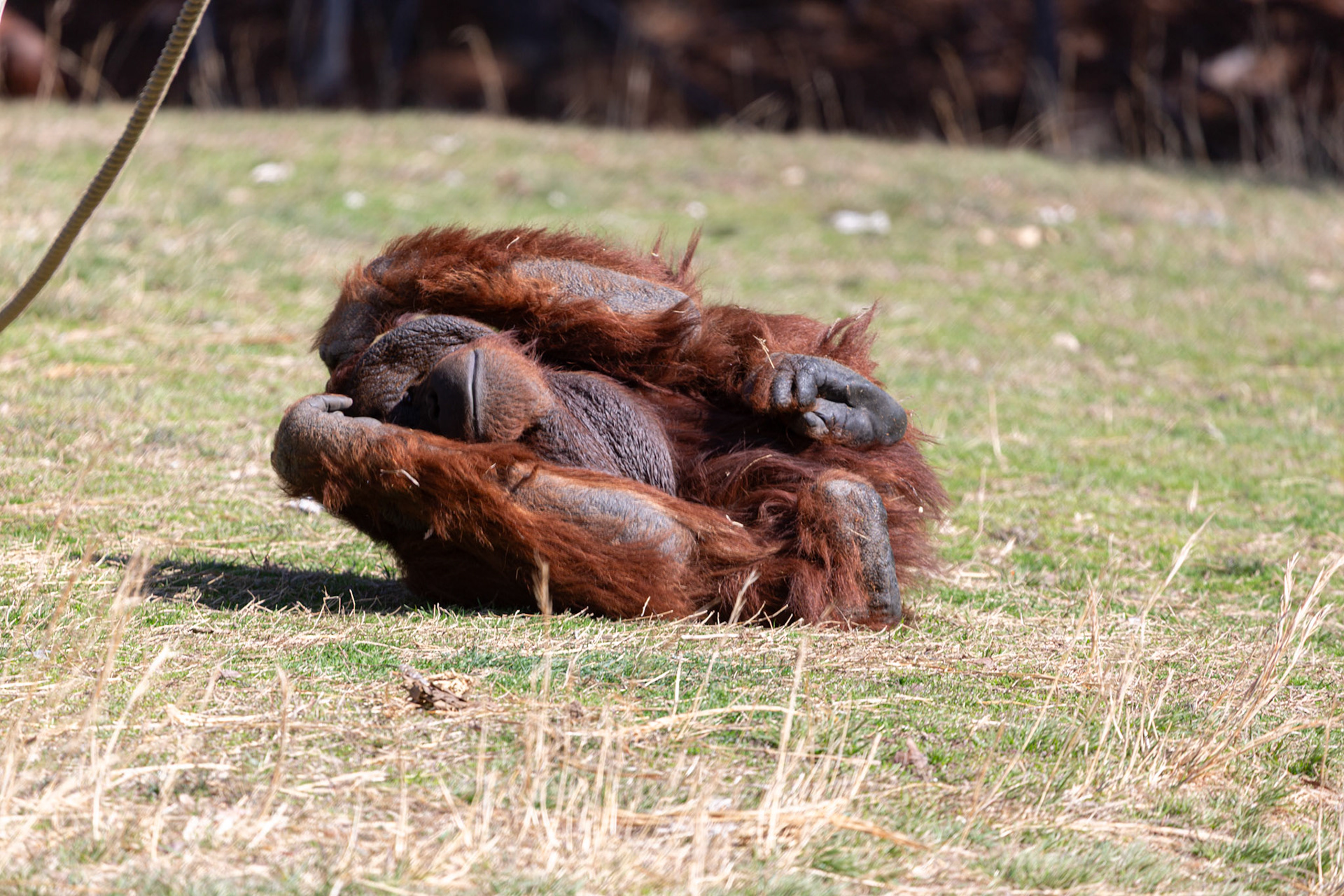 Orangutan at Metro Richmond Zoo. Life is too much, apparnetly.