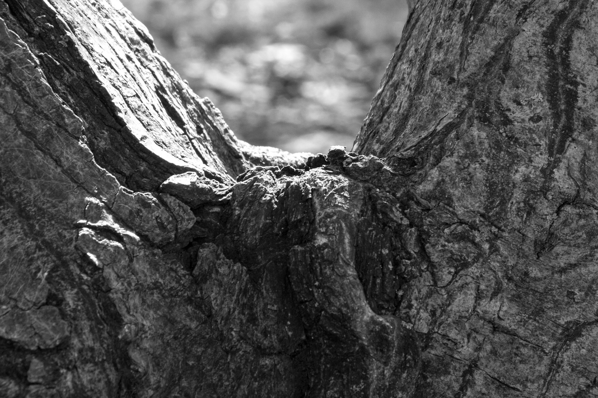 Windemere tree 6
