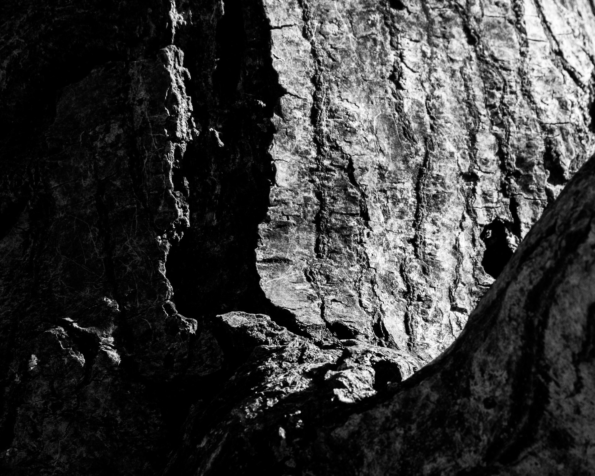 Windemere tree 2 ed