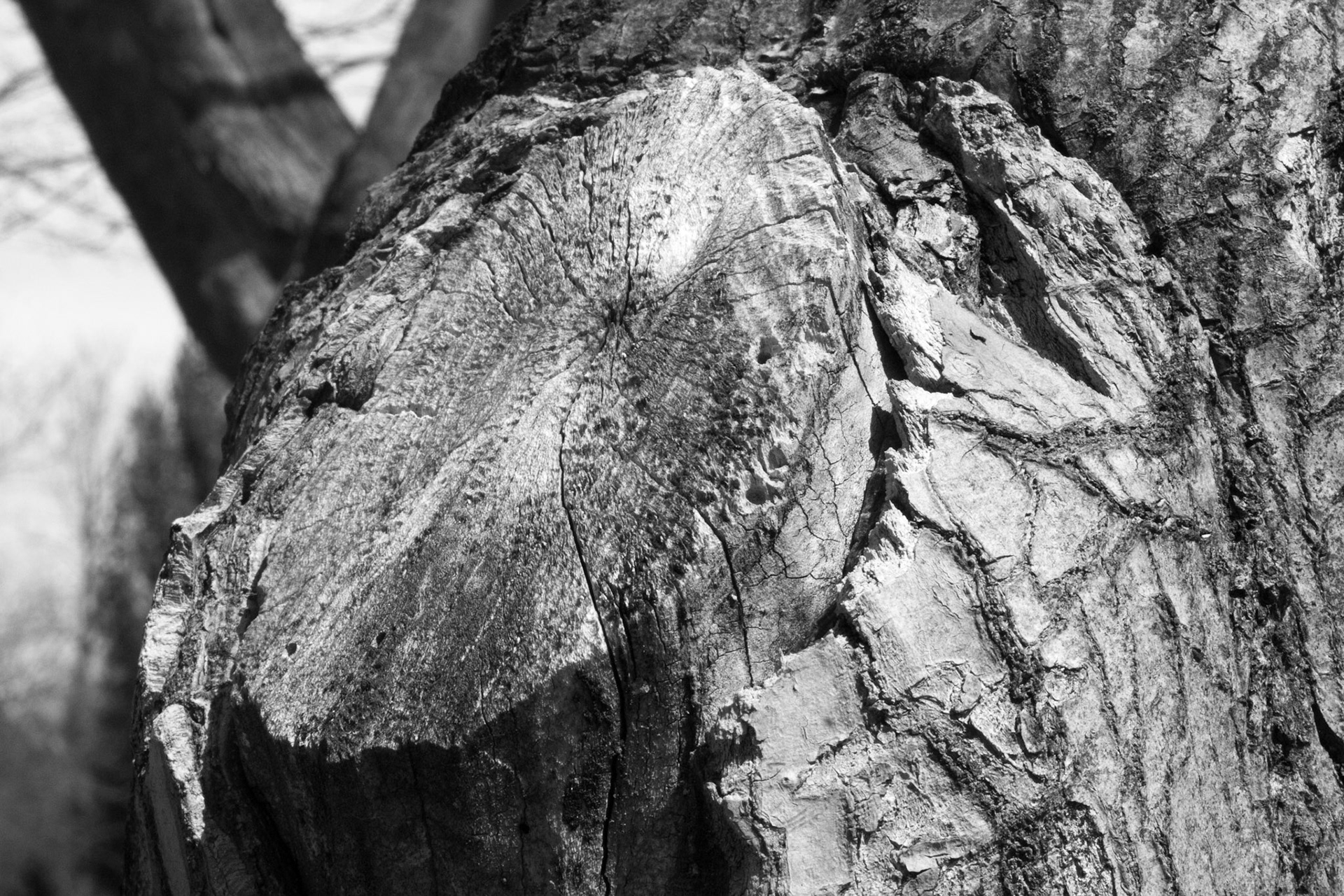 Windemere tree 13