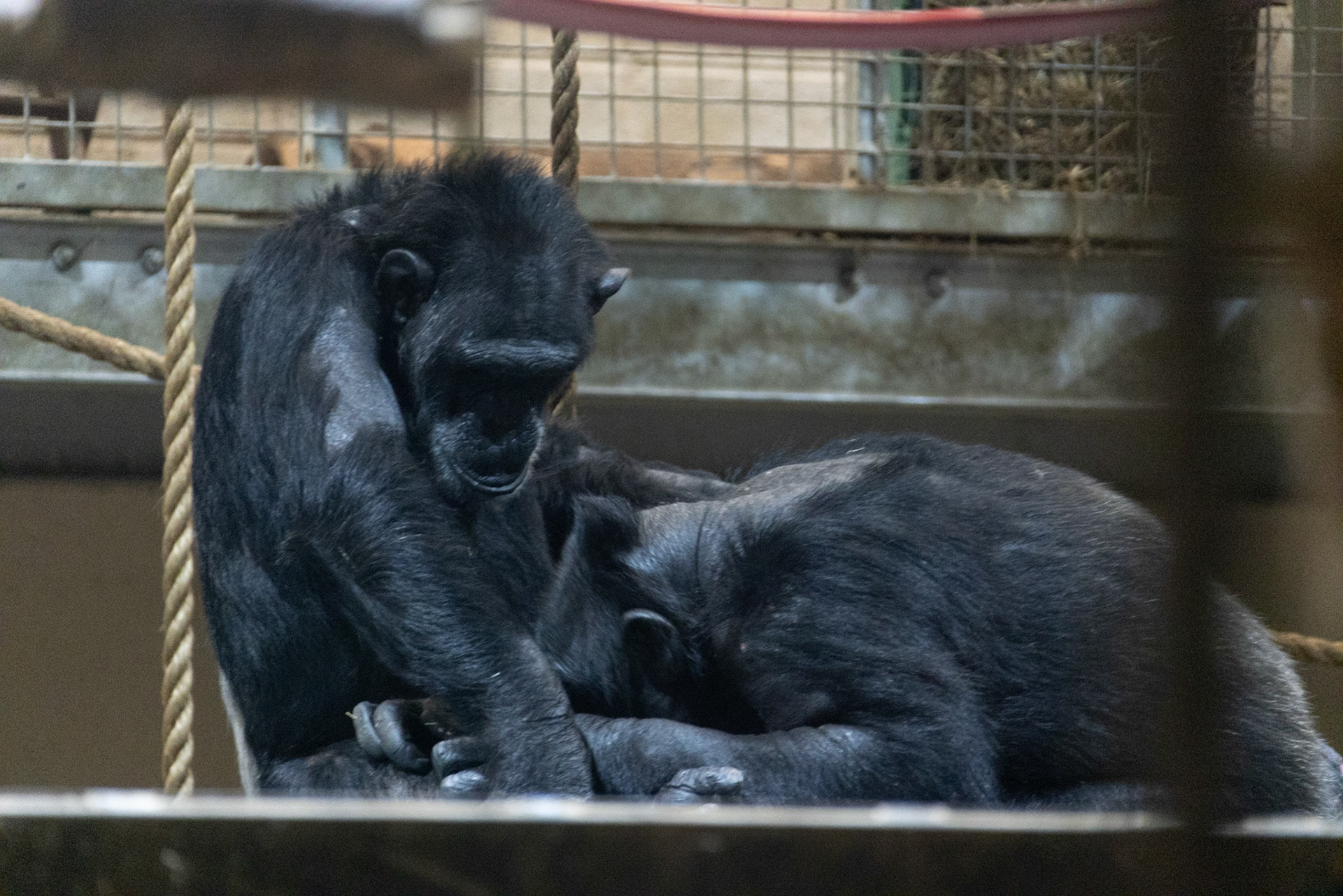 Chimpanzees : Didn't get any good shots ☹️