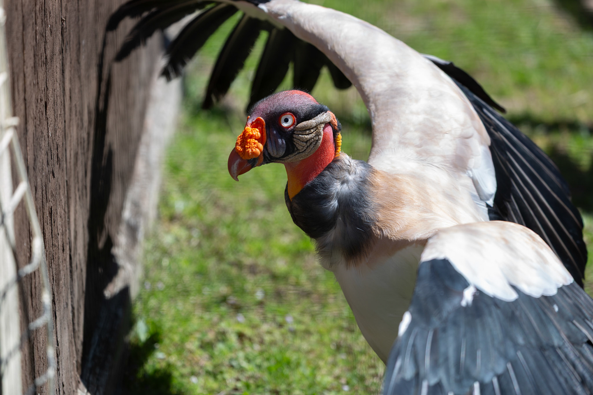 Vulture at Metro Richmond Zoo