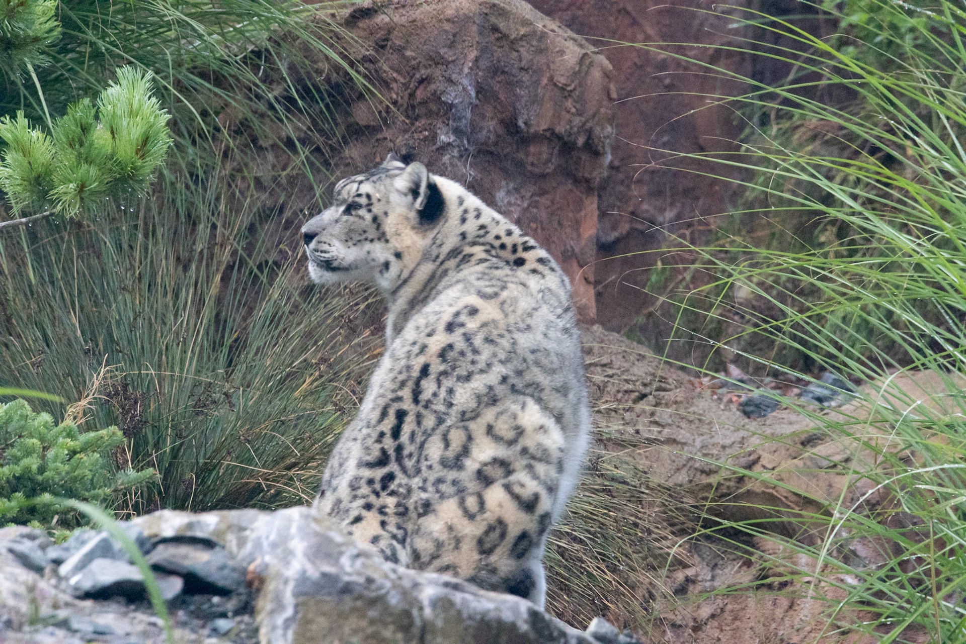 Snow leopard