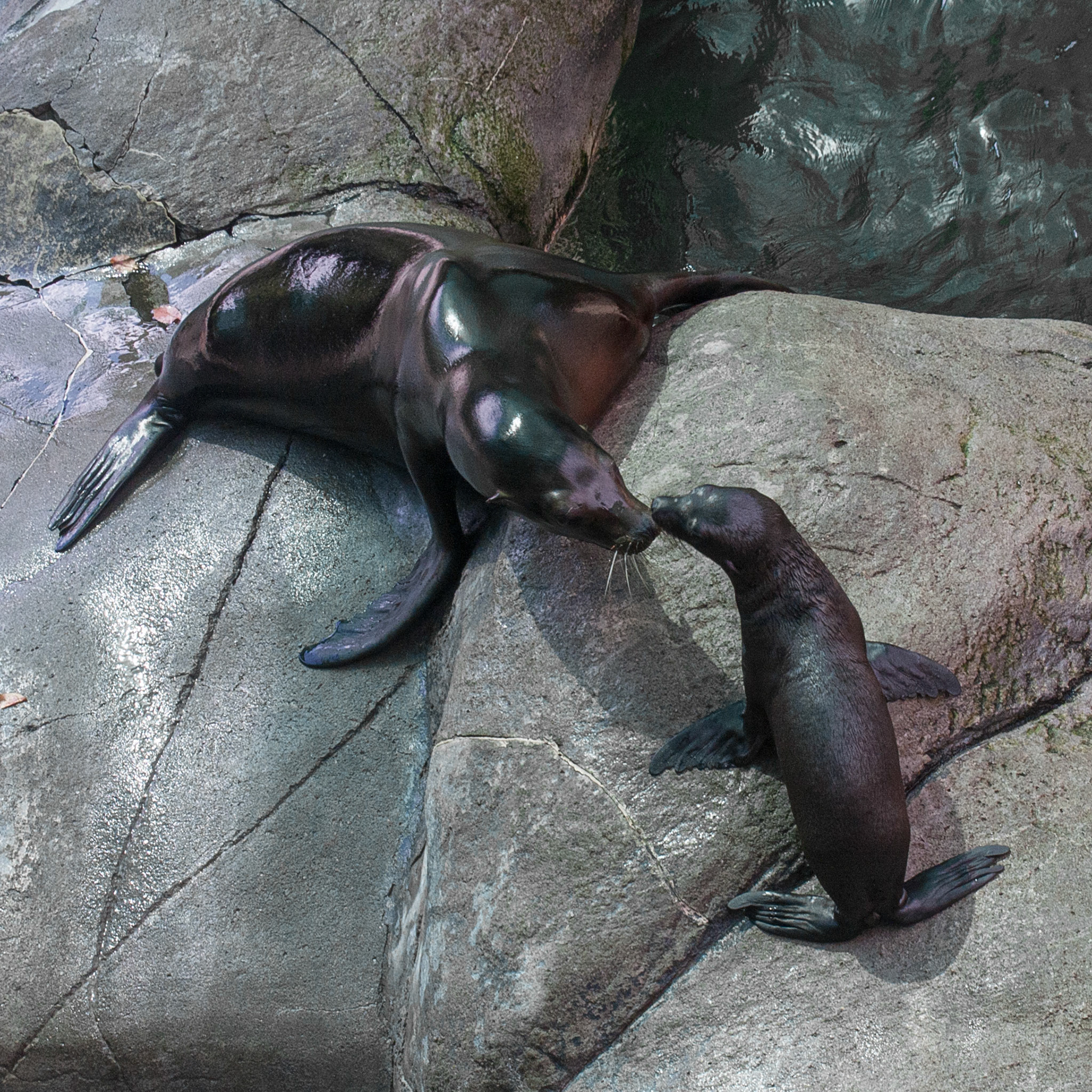 Mama and baby sea lion at Seneca Park Zoo