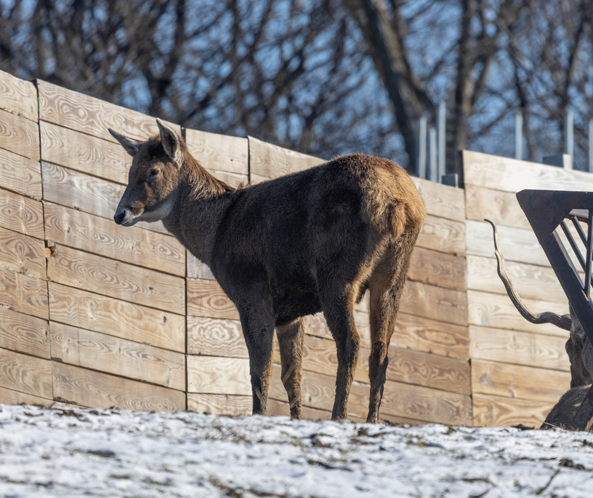 Rosamond Gifford Zoo