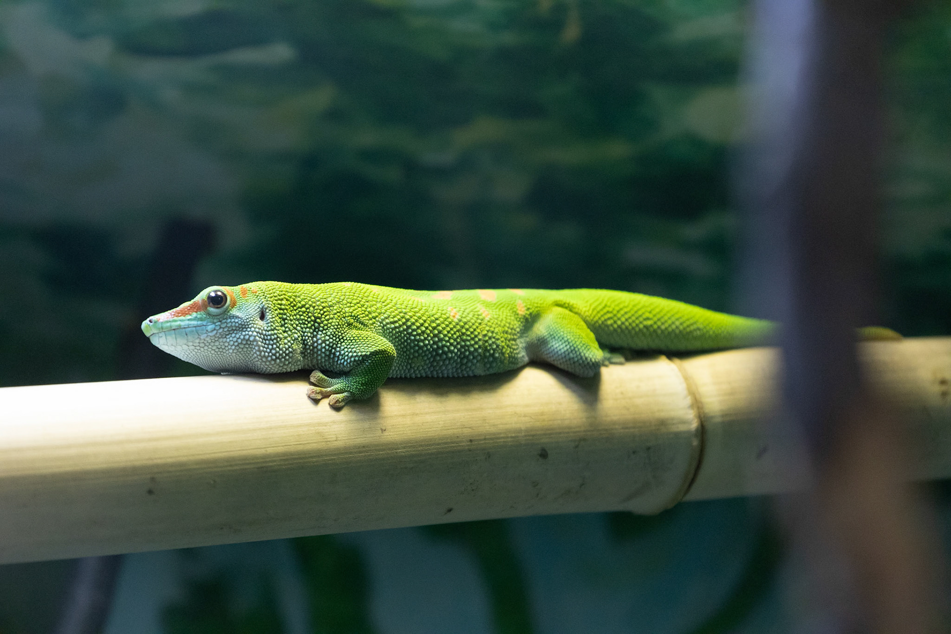 Day Gecko