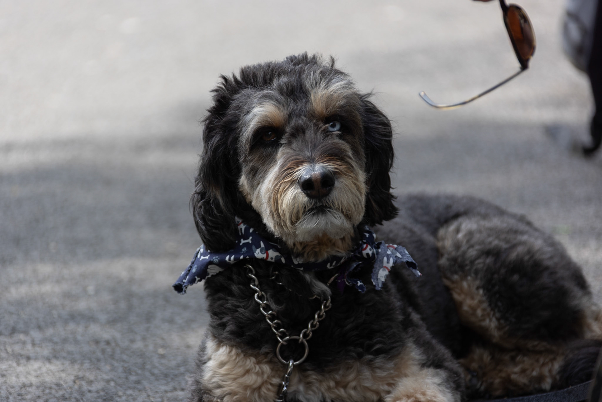 Cute puppy at St Stephen's Green, Dublin