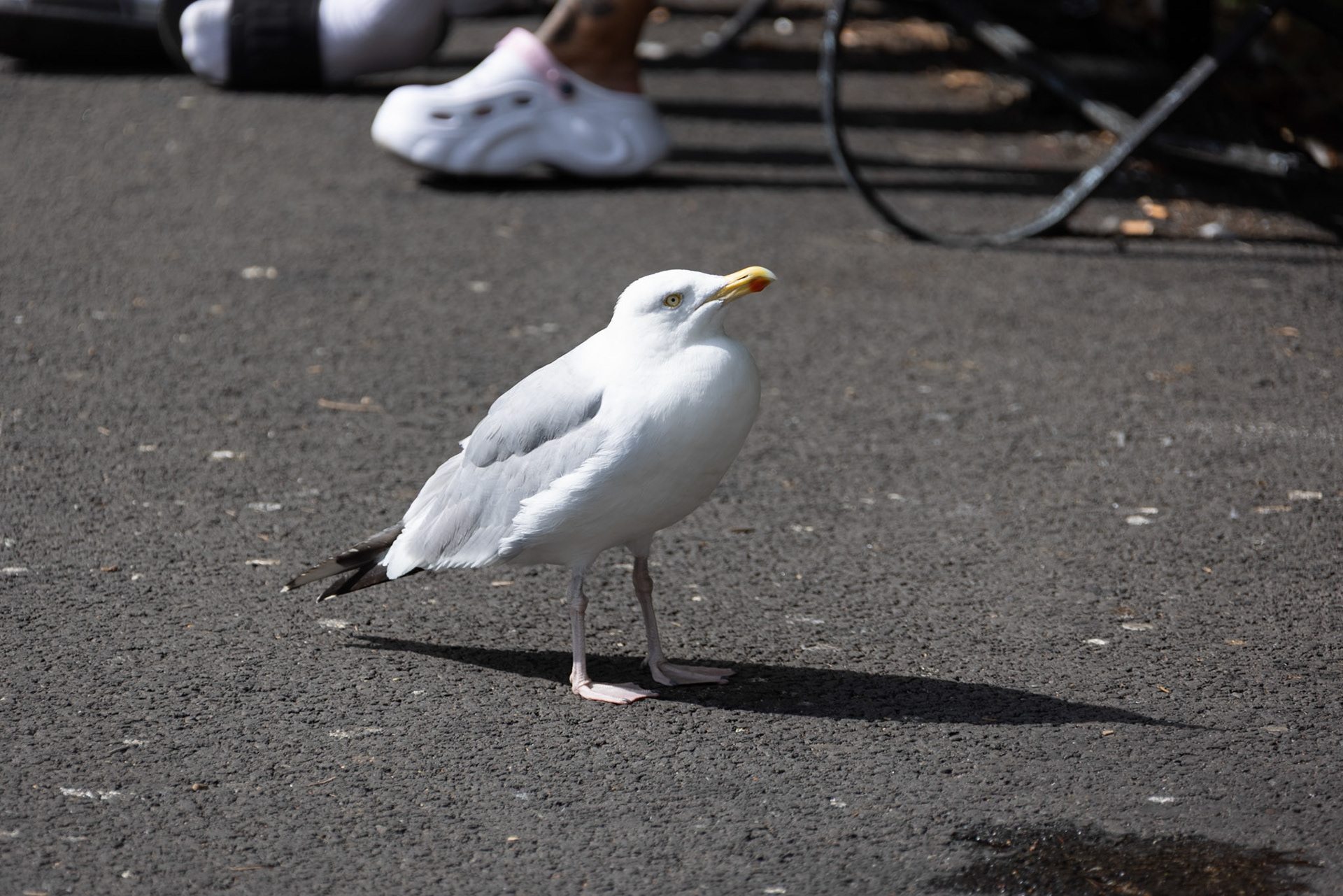 Expectant gull at St Stephen's Green