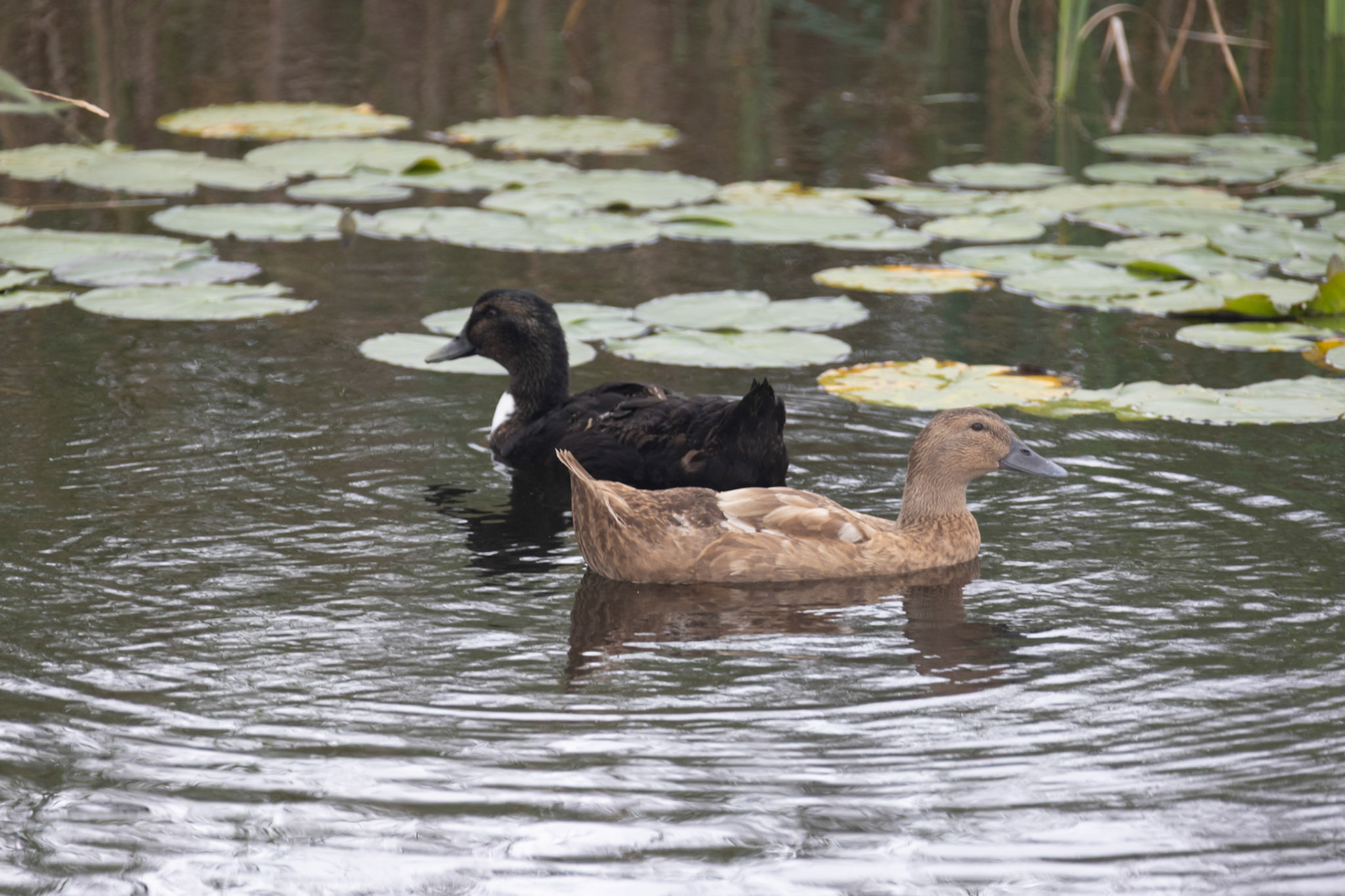 Conservation Center walk