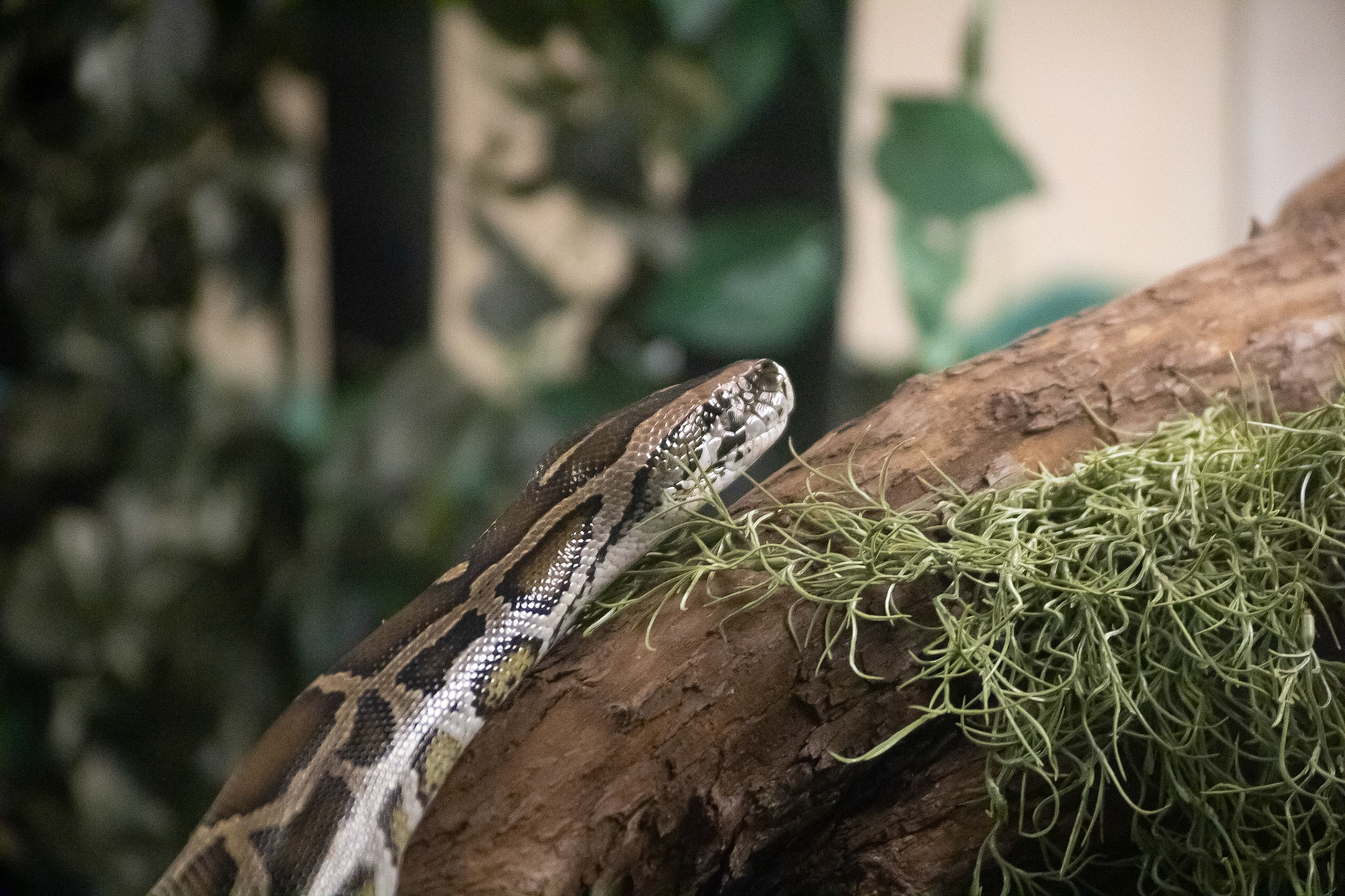 Burmese Python Garrett